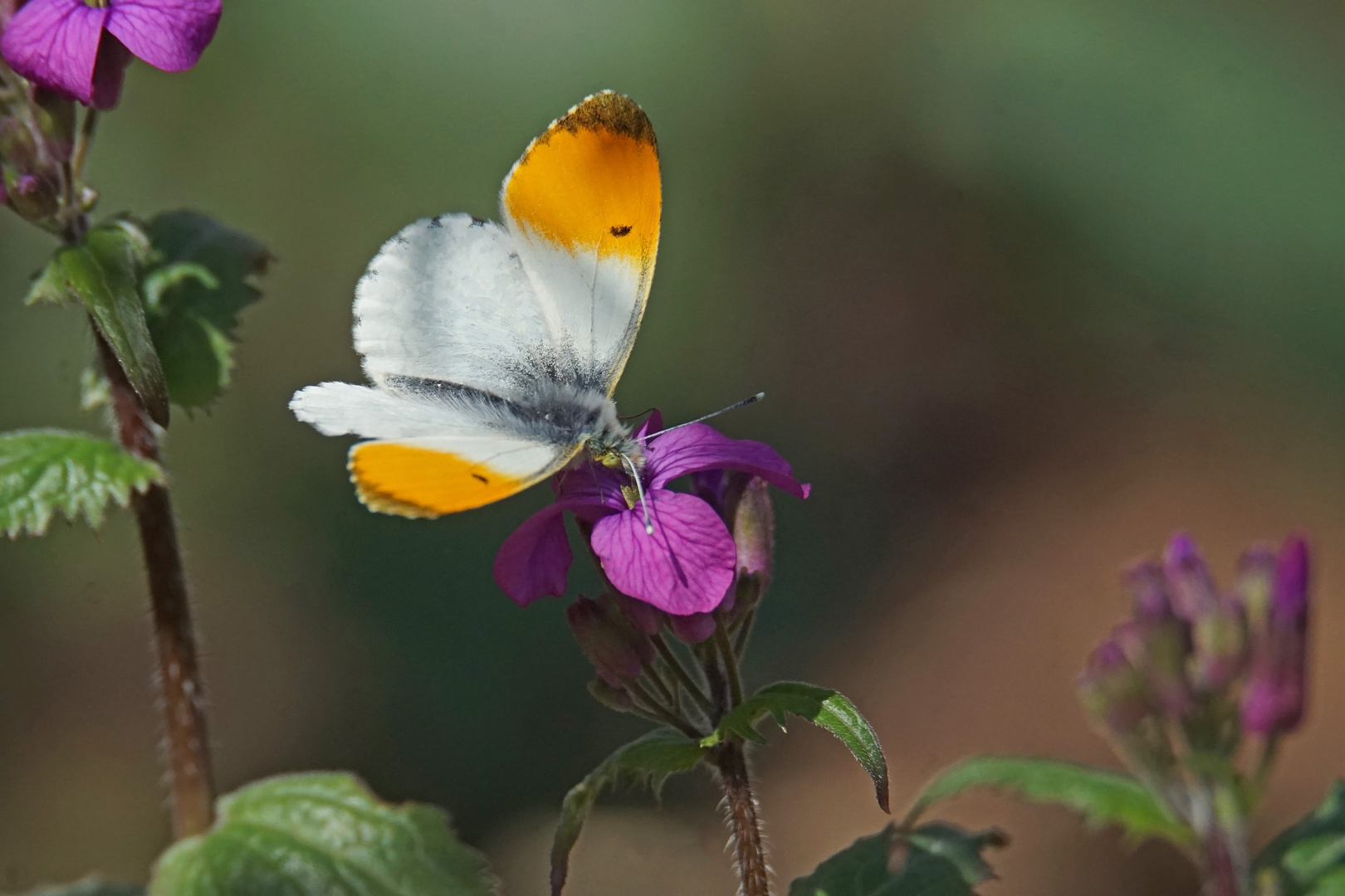 Aurorafalter (Anthocharis cardamines), Männchen