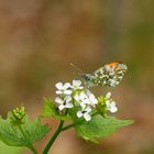 Aurorafalter (Anthocharis cardamines), Männchen