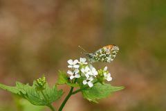 Aurorafalter (Anthocharis cardamines), Männchen