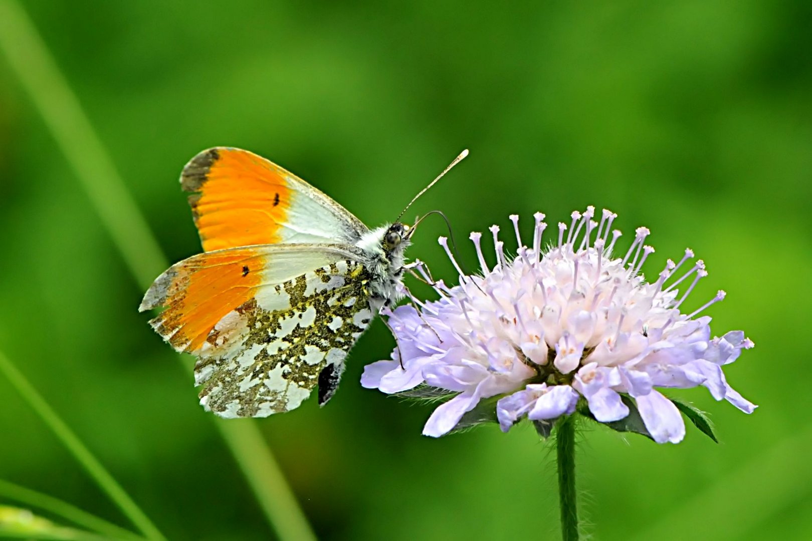 Aurorafalter (Anthocharis cardamines) Männchen