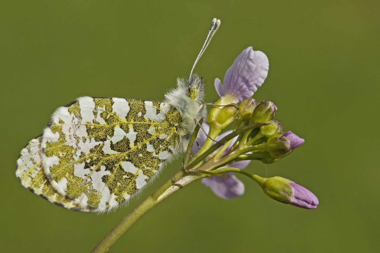 Aurorafalter (Anthocharis cardamines), Männchen