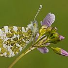 Aurorafalter (Anthocharis cardamines), Männchen