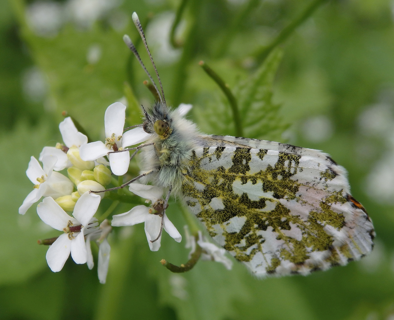 Aurorafalter (Anthocharis cardamines) - Männchen auf Knoblauchsrauke