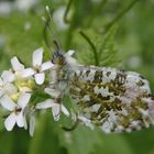 Aurorafalter (Anthocharis cardamines) - Männchen auf Knoblauchsrauke