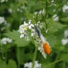 Aurorafalter (Anthocharis cardamines) - Männchen auf Knoblauchsrauke