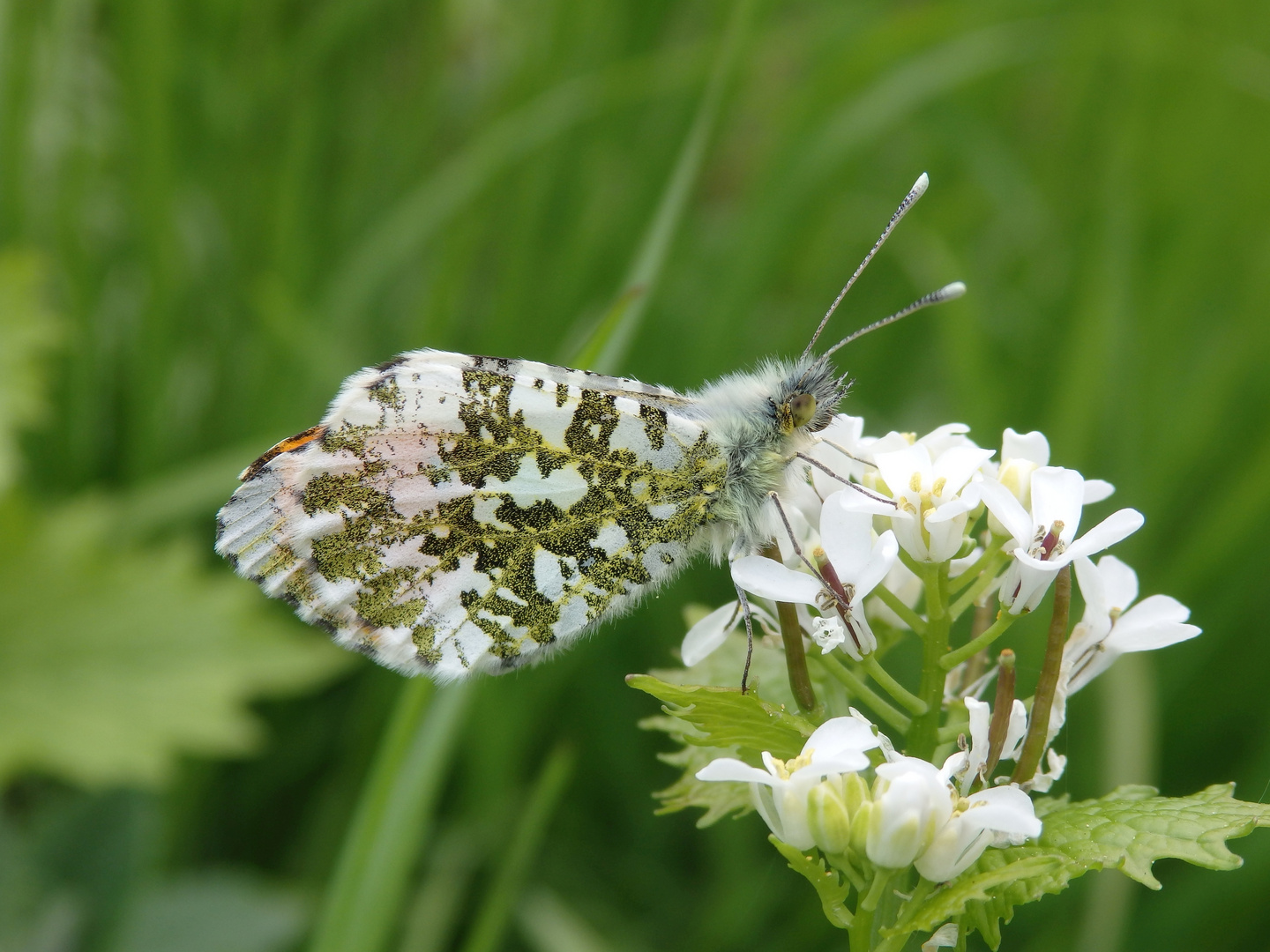 Aurorafalter (Anthocharis cardamines) - Männchen auf Knoblauchsrauke