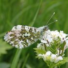 Aurorafalter (Anthocharis cardamines) - Männchen auf Knoblauchsrauke