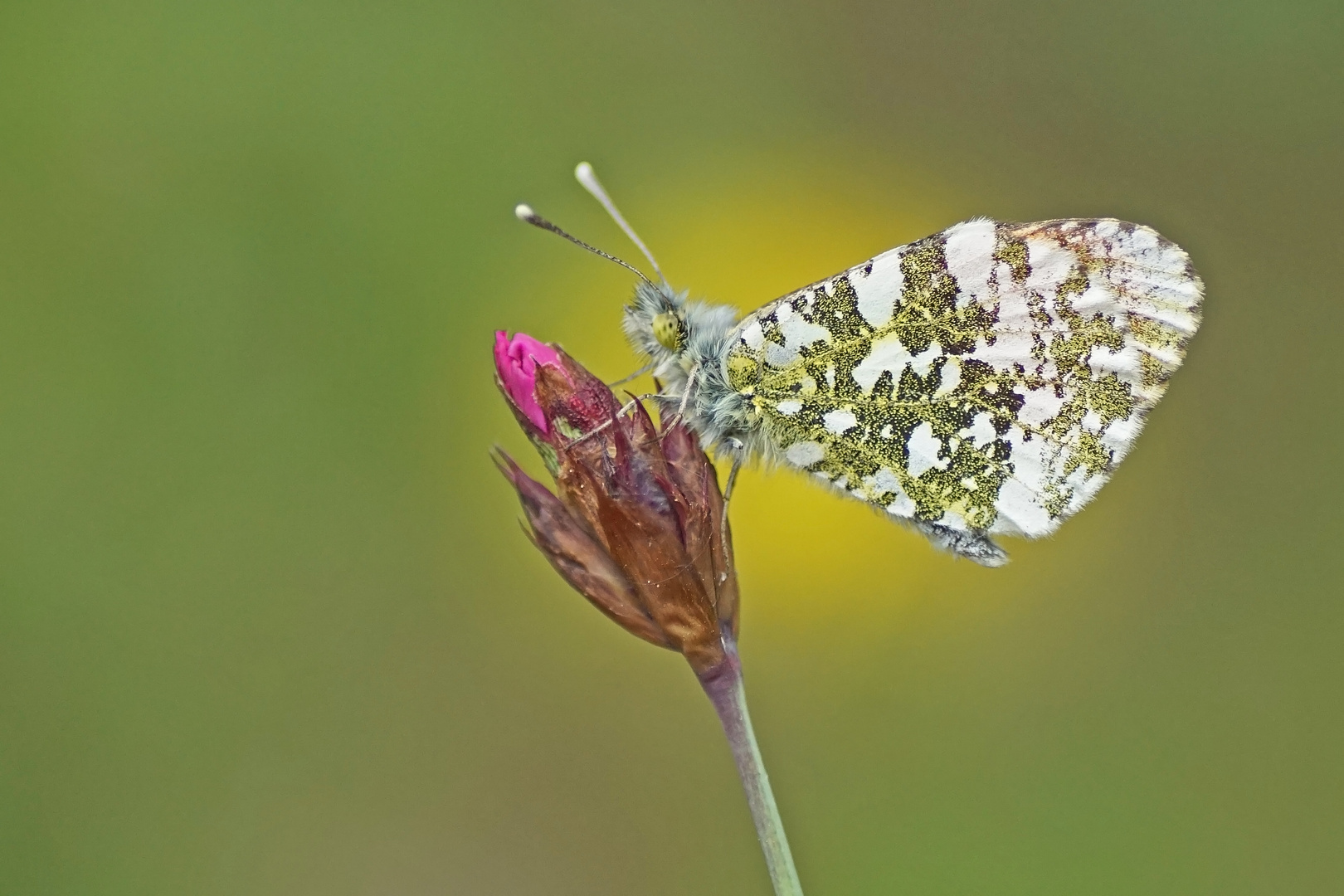 Aurorafalter (Anthocharis cardamines), Männchen