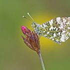 Aurorafalter (Anthocharis cardamines), Männchen