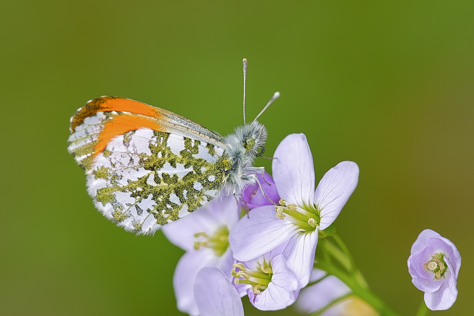 ... Aurorafalter (Anthocharis cardamines), Männchen ...