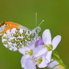 ... Aurorafalter (Anthocharis cardamines), Männchen ...