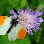 Aurorafalter (Anthocharis cardamines) männlich