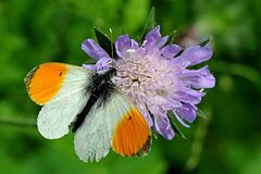 Aurorafalter (Anthocharis cardamines) männlich