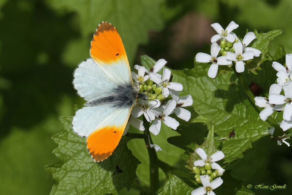 Aurorafalter (Anthocharis cardamines), männlich