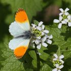 Aurorafalter (Anthocharis cardamines), männlich