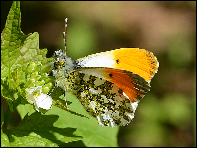 Aurorafalter - Anthocharis cardamines - männlich