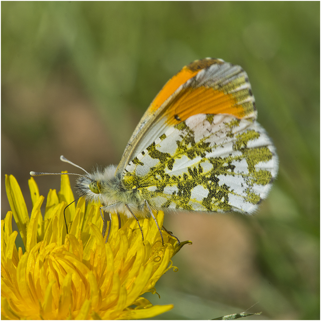 Aurorafalter (Anthocharis cardamines) männlich . . . - Das große Aufräumen - Festplattenfunde (17)