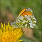 Aurorafalter (Anthocharis cardamines) männlich . . . - Das große Aufräumen - Festplattenfunde (17)