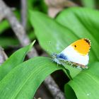 Aurorafalter (Anthocharis cardamines), Orange tip, Anthocharis cardamines 