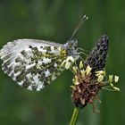 Aurorafalter (Anthocharis cardamines)* --- Un papillon qui se repose! 