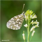 aurorafalter (anthocharis cardamines) w......