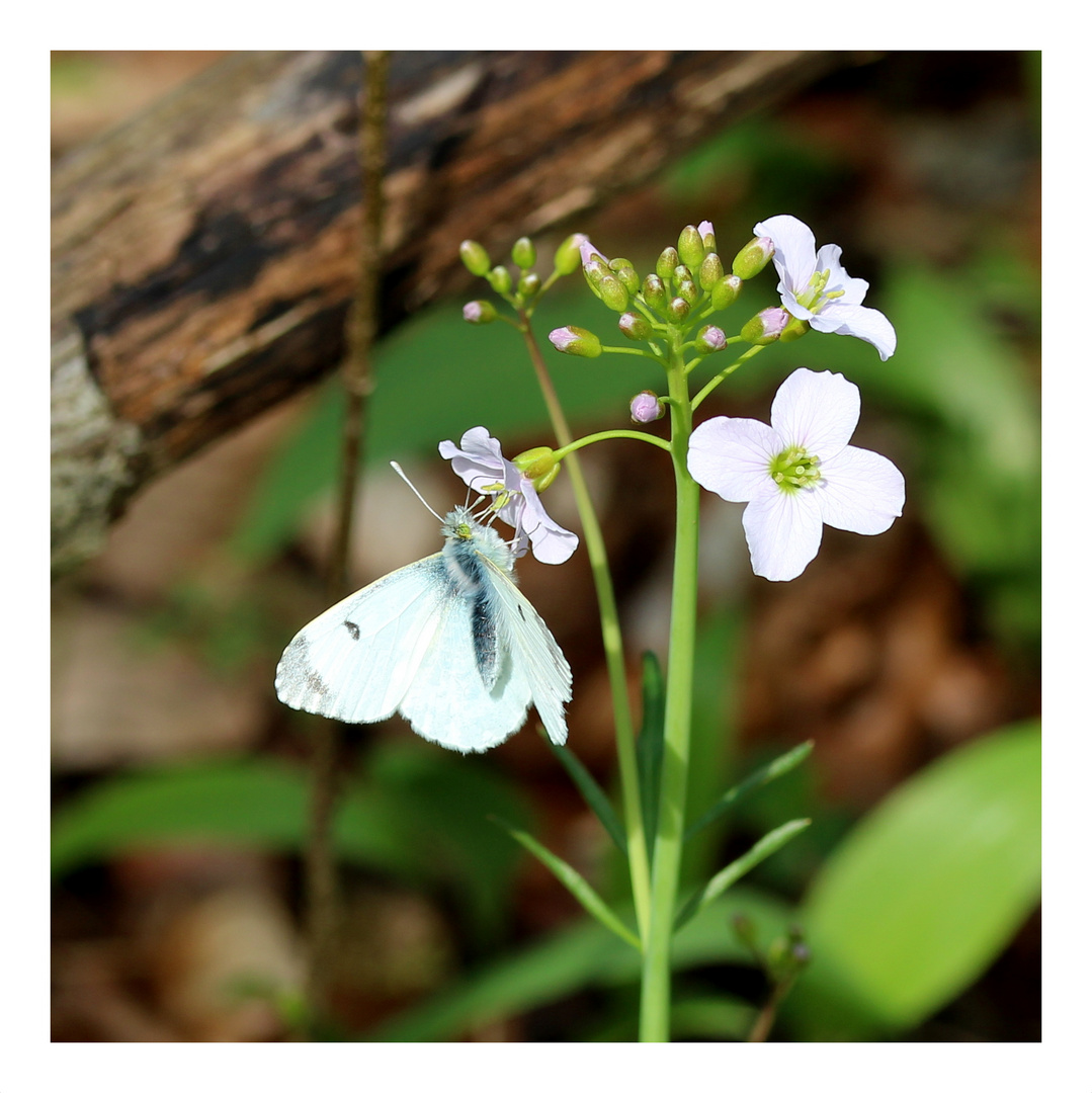 Aurorafalter (Anthocharis cardamines) Weibchen.