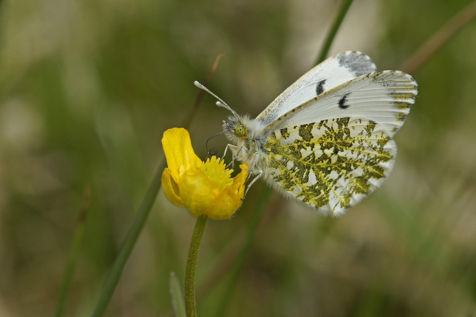 Aurorafalter (Anthocharis cardamines), Weibchen