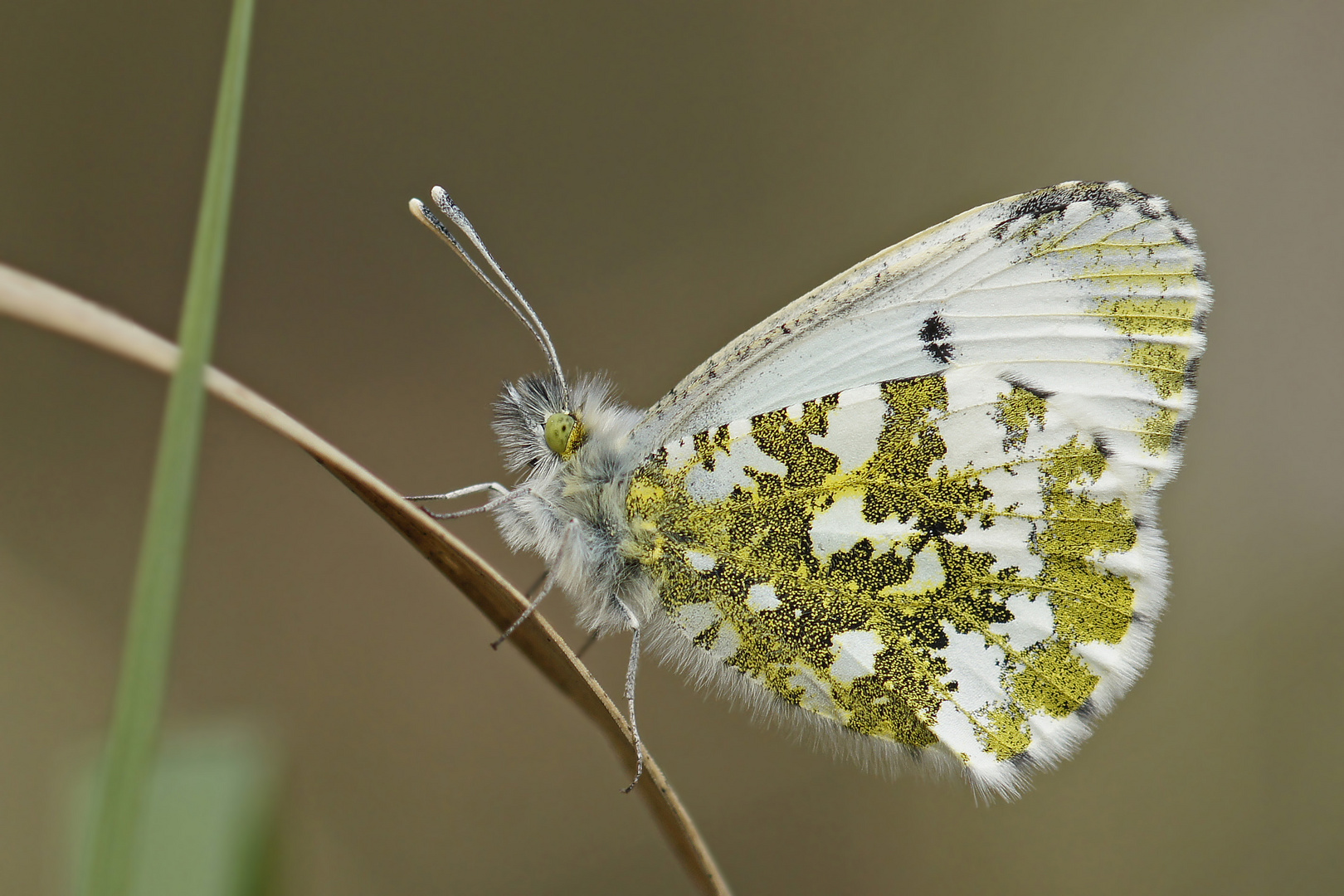 Aurorafalter (Anthocharis cardamines), Weibchen