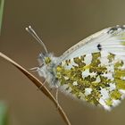 Aurorafalter (Anthocharis cardamines), Weibchen