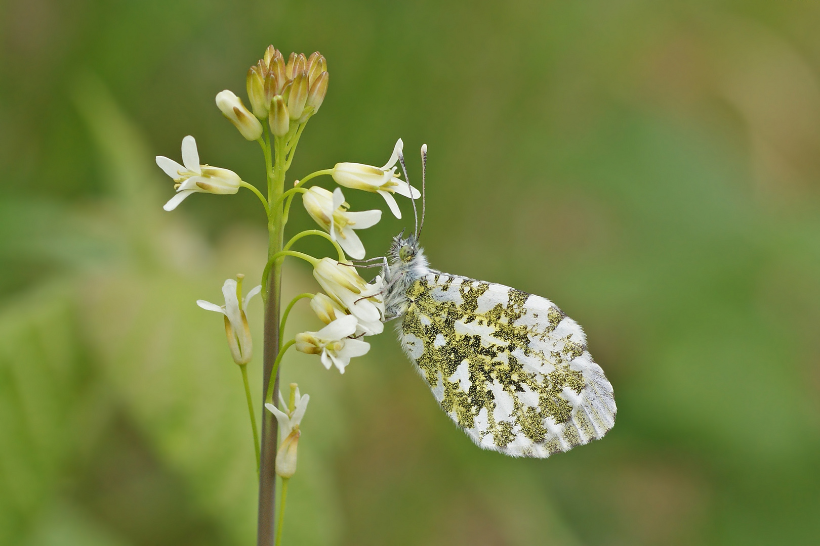 Aurorafalter (Anthocharis cardamines), Weibchen