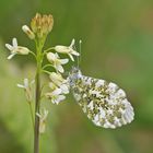 Aurorafalter (Anthocharis cardamines), Weibchen