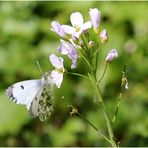 Aurorafalter (Anthocharis cardamines) - Weibchen...