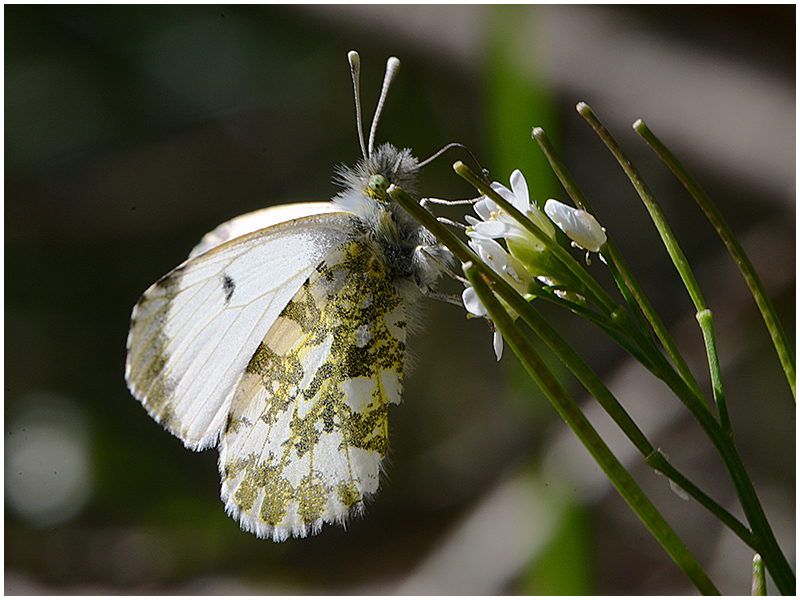 Aurorafalter - Anthocharis cardamines (weibl)