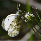 Aurorafalter - Anthocharis cardamines (weibl)