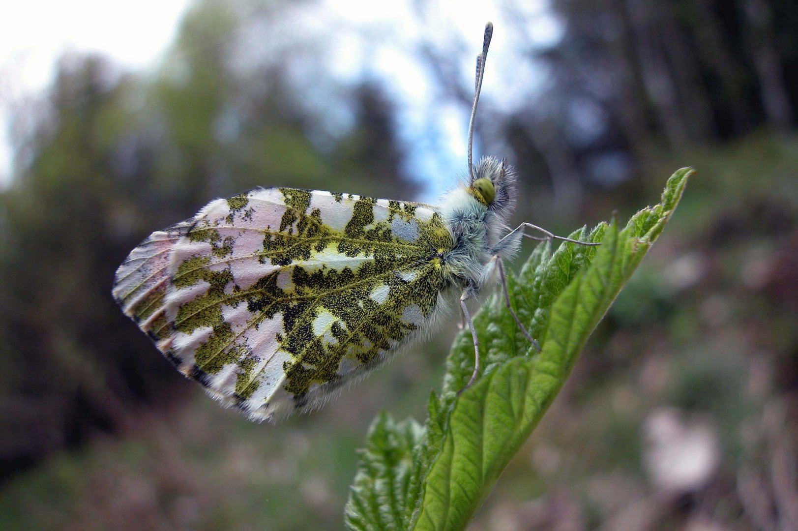 Aurorafalter - Anthocharis Cardamines - Weißlinge - Pieridae - HARZ