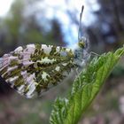 Aurorafalter - Anthocharis Cardamines - Weißlinge - Pieridae - HARZ