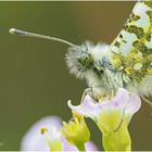 aurorafalter (anthocharis cardaminesa) ...