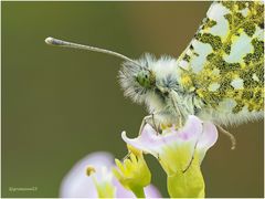 aurorafalter (anthocharis cardaminesa) ...