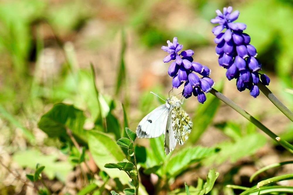 Aurorafalter (Anthocharis cardamines)(Weibchen)