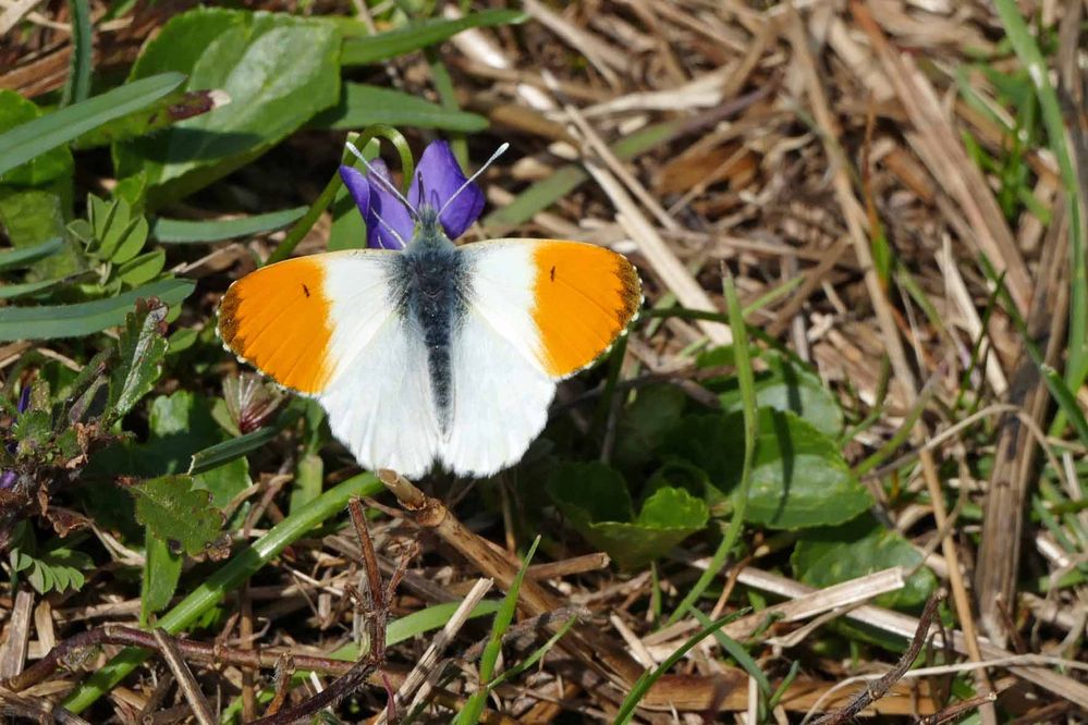 Aurorafalter, Antocharis cardamines.