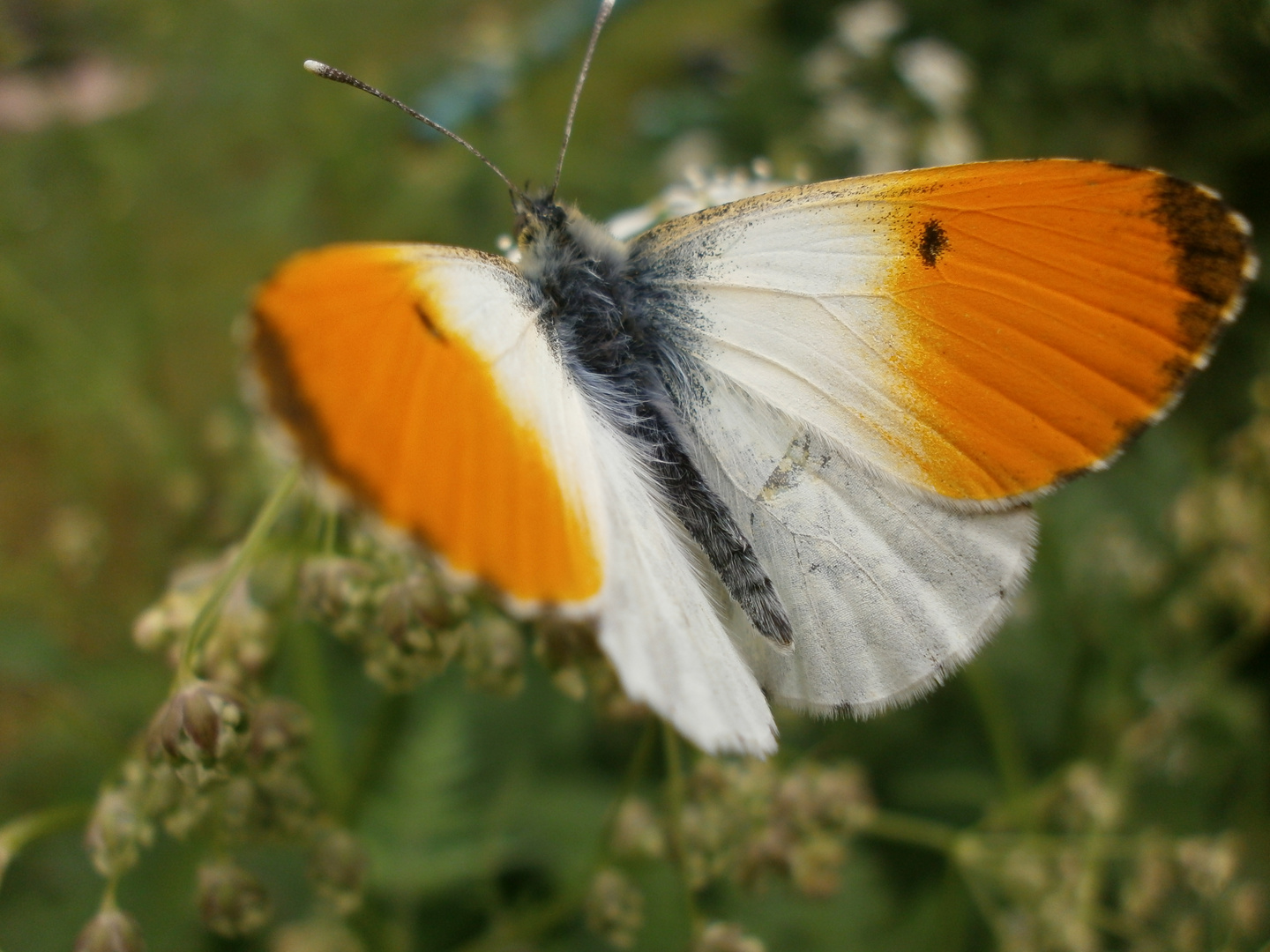 Aurorafalter auf blauer Blüte