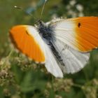 Aurorafalter auf blauer Blüte