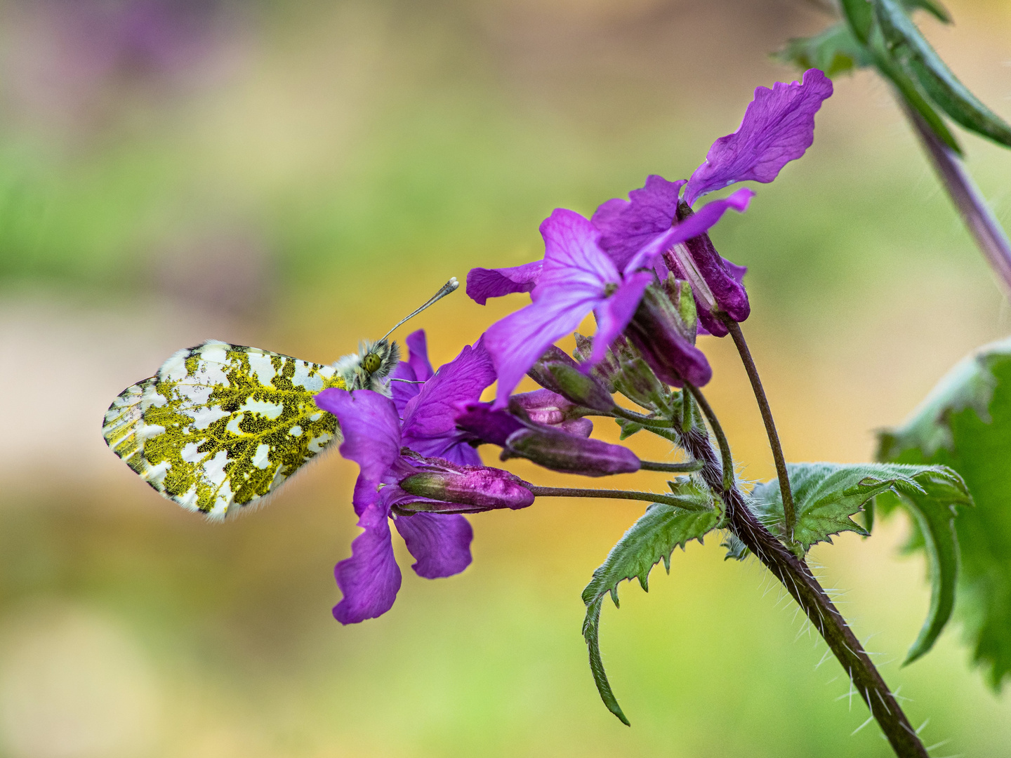 Aurorafalter auf Gartenmondviole