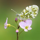 Aurorafalter auf Wiesenschaumkrautblüte