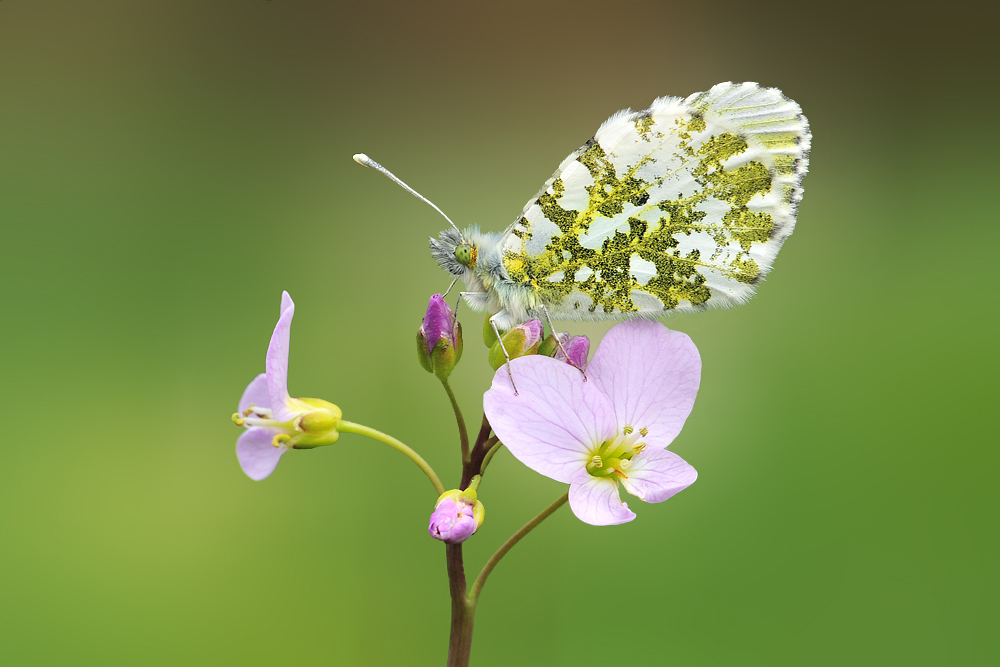 Aurorafalter auf Wiesenschaumkrautblüte