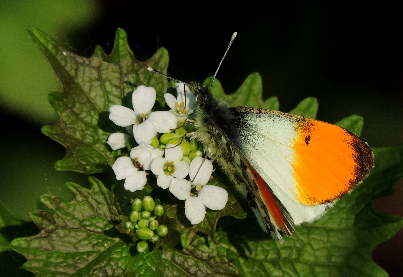 #...Aurorafalter Männchen........#