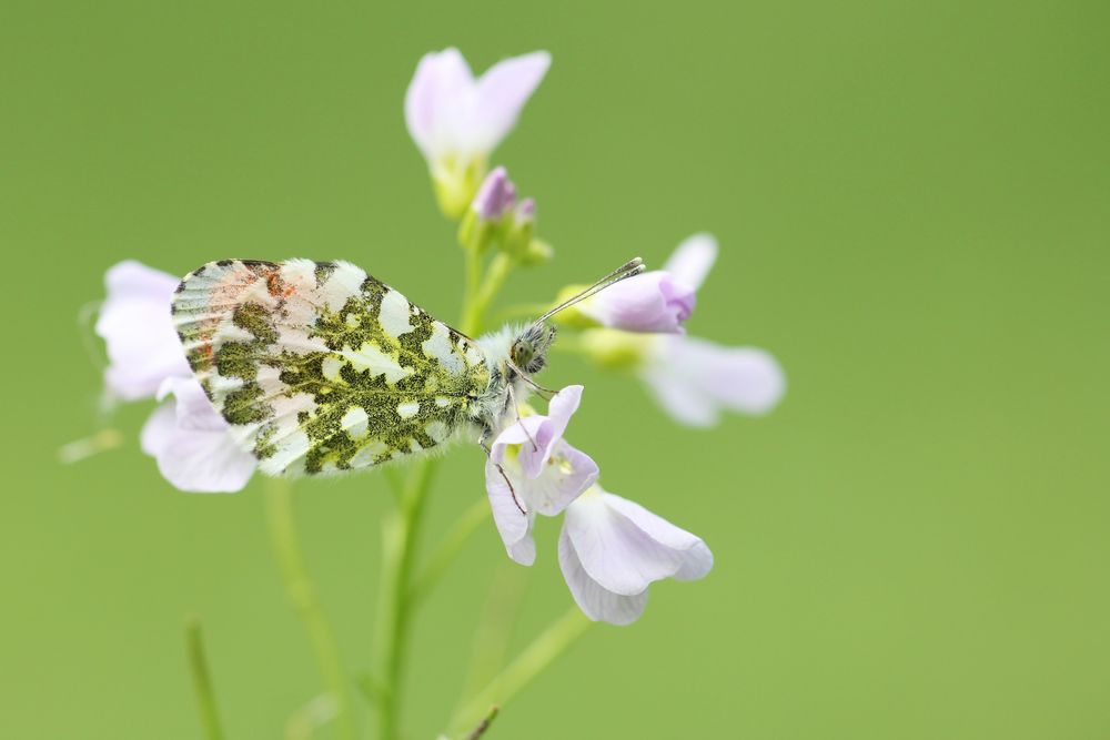 Aurorafalter (Männchen) an Wiesenschaumkraut