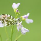 Aurorafalter (Männchen) an Wiesenschaumkraut