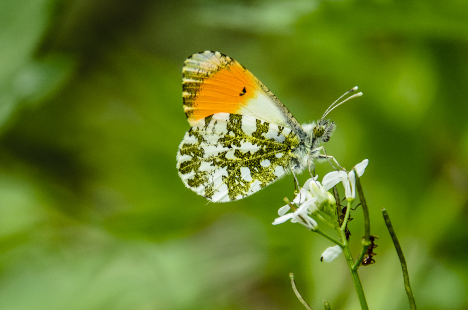 Aurorafalter, Männchen (Anthocaris cardamines)