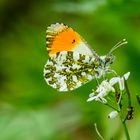 Aurorafalter, Männchen (Anthocaris cardamines)